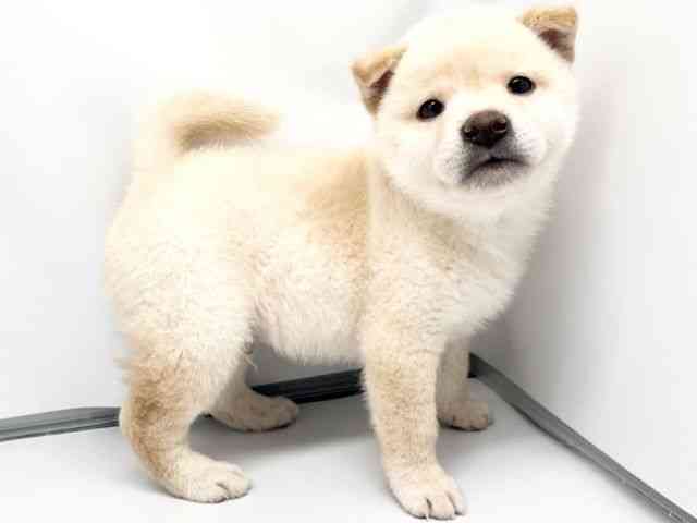 京都府の柴犬(標準サイズ) (ひごペットフレンドリー洛北阪急スクエア店/2026年4月3日生まれ/男の子/白)の子犬の3枚目の画像
