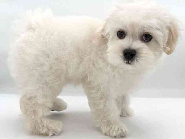 大阪府のマルプー(マルチーズ×プードル) (ひごペットフレンドリーイオンそよら海老江店/2026年4月1日生まれ/男の子/クリーム)の子犬の3枚目の画像