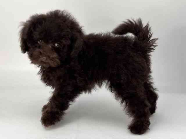島根県のトイプードル(トイ) (ひごペットフレンドリーイオンモール出雲店/2026年4月10日生まれ/男の子/ブラウン)の子犬の3枚目の画像