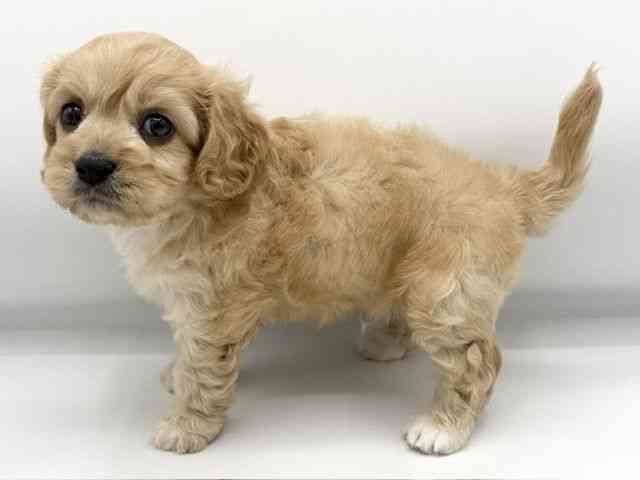 大阪府のハーフ犬・ミックス犬 (ひごペットフレンドリーららぽーとEXPOCITY店/2026年4月10日生まれ/男の子/クリーム)の子犬の3枚目の画像