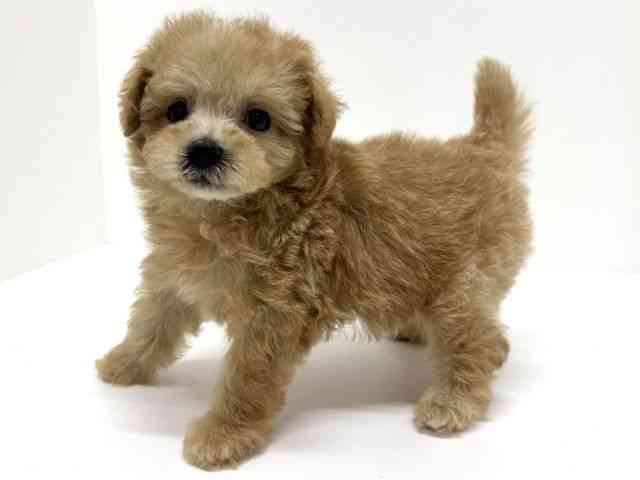 大阪府のハーフ犬・ミックス犬 (ひごペットフレンドリーくずはモール店/2026年4月11日生まれ/男の子/アプリコット)の子犬の3枚目の画像