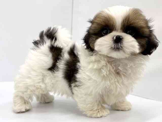 大阪府のシーズー (ひごペットフレンドリーイオンタウン茨木太田店/2026年4月10日生まれ/男の子/ホワイトゴールド)の子犬の3枚目の画像