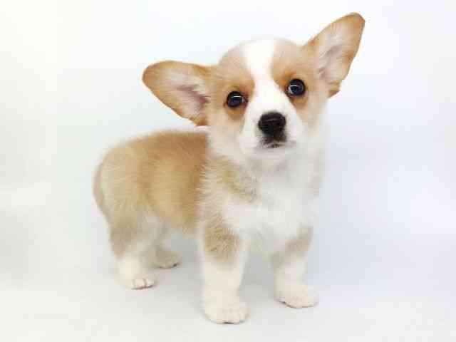 大阪府のハーフ犬・ミックス犬 (ひごペットフレンドリー泉ヶ丘店/2026年4月19日生まれ/男の子/レッドホワイト)の子犬の3枚目の画像