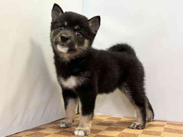 愛媛県の柴犬(標準サイズ) (ひごペットフレンドリーエミフルMASAKI店/2026年4月18日生まれ/女の子/黒)の子犬の3枚目の画像