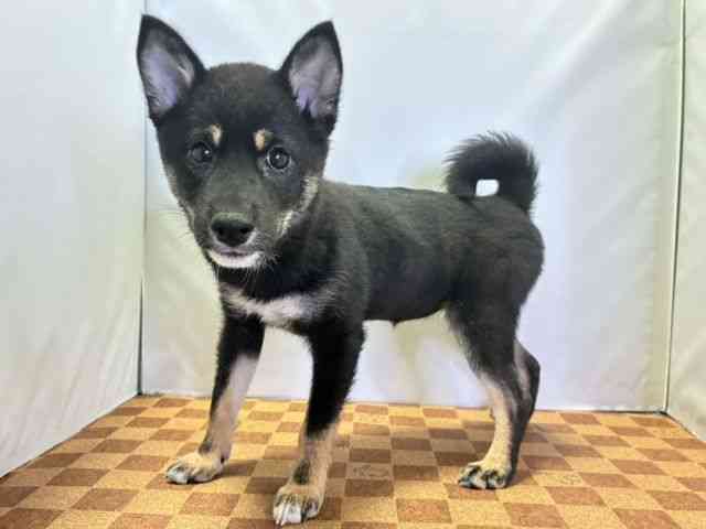愛媛県の柴犬(標準サイズ) (ひごペットフレンドリーエミフルMASAKI店/2026年4月18日生まれ/女の子/黒)の子犬の3枚目の画像