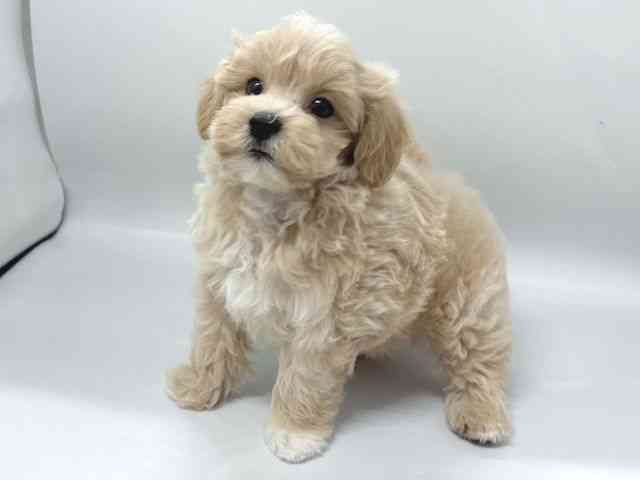 京都府のハーフ犬・ミックス犬 (ひごペットフレンドリー京都店/2026年4月15日生まれ/男の子/クリーム)の子犬の3枚目の画像