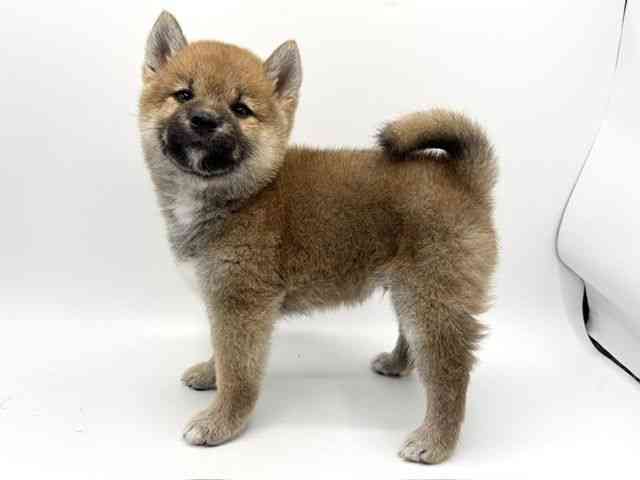 大阪府の柴犬(標準サイズ) (ひごペットフレンドリーみのおキューズモール店/2026年4月19日生まれ/男の子/赤)の子犬の3枚目の画像