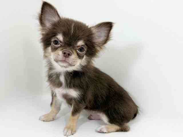 京都府のチワワ(ロング) (ひごペットフレンドリーイズミヤショッピングセンター八幡店/2026年4月12日生まれ/男の子/チョコレートタンホワイト)の子犬の3枚目の画像