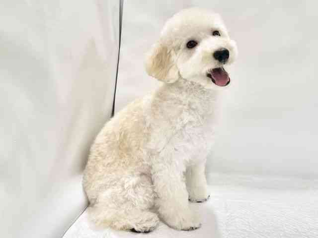 高知県のハーフ犬・ミックス犬 (ひごペットフレンドリーイオンモール高知店/2026年4月22日生まれ/男の子/クリーム)の子犬の3枚目の画像