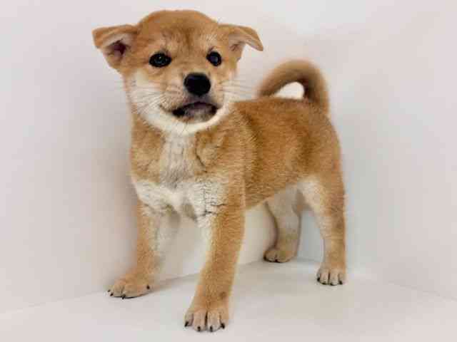 広島県の柴犬(標準サイズ) (ひごペットフレンドリーアルパーク広島店/2026年4月26日生まれ/男の子/赤)の子犬の3枚目の画像