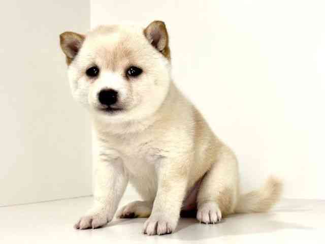 兵庫県の柴犬(標準サイズ) (ひごペットフレンドリーイトーヨーカドー明石店/2026年4月27日生まれ/女の子/白)の子犬の3枚目の画像