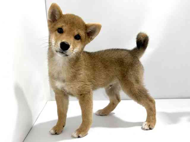 大阪府の柴犬(標準サイズ) (ひごペットフレンドリーイズミヤショッピングセンター千里丘店/2026年5月1日生まれ/男の子/赤)の子犬の3枚目の画像