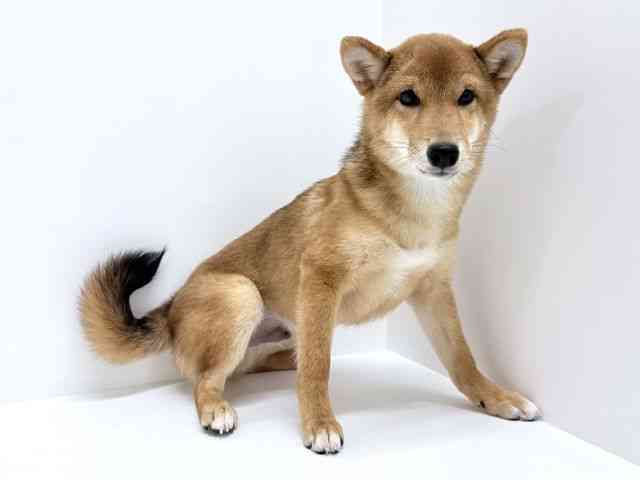 大阪府の柴犬(標準サイズ) (ひごペットフレンドリーくずはモール店/2026年5月1日生まれ/男の子/赤)の子犬の3枚目の画像