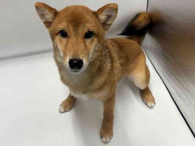 大阪府の柴犬(標準サイズ) (ひごペットフレンドリー岸和田店/2026年5月1日生まれ/男の子/赤)の子犬の3枚目の画像
