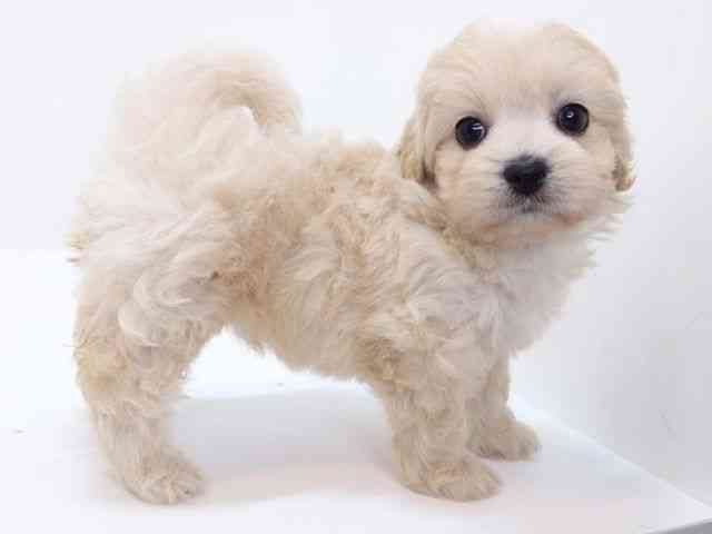 大阪府のハーフ犬・ミックス犬 (ひごペットフレンドリーいこらもーる泉佐野店/2026年4月30日生まれ/女の子/クリーム)の子犬の3枚目の画像