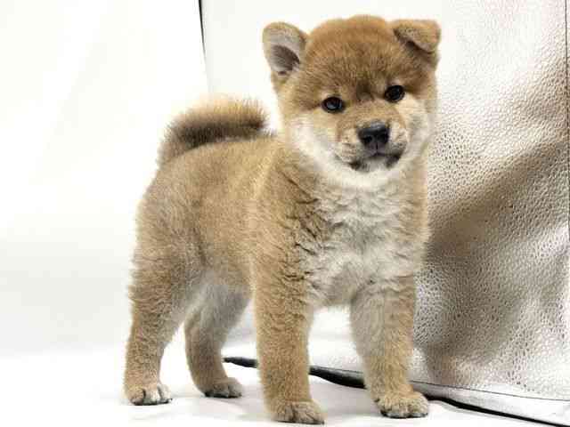 愛知県の柴犬(標準サイズ) (ひごペットフレンドリーヴィアモール アピタ江南西店/2026年5月1日生まれ/女の子/赤)の子犬の3枚目の画像