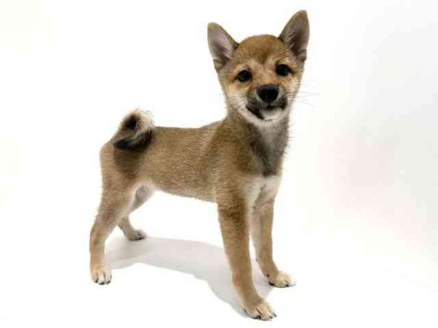 大阪府の柴犬(標準サイズ) (ひごペットフレンドリーイオン高槻店/2026年4月28日生まれ/女の子/赤)の子犬の3枚目の画像
