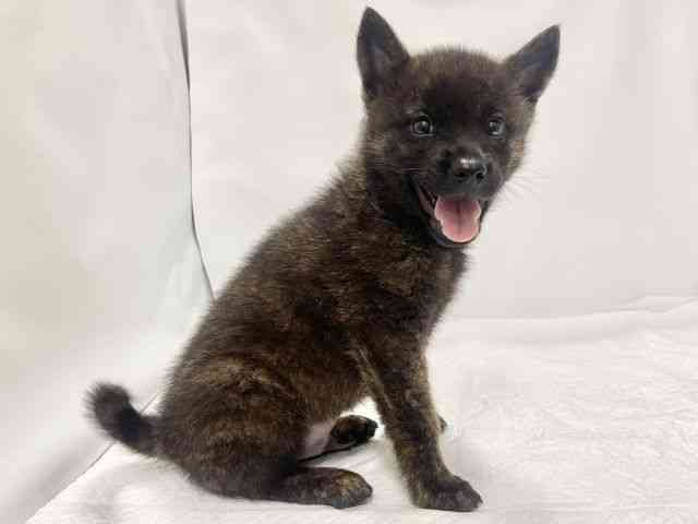 高知県の甲斐犬 (ひごペットフレンドリーイオンモール高知店/2026年5月9日生まれ/男の子/黒虎)の子犬の3枚目の画像