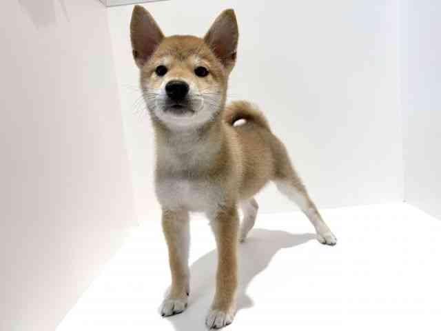 大阪府の柴犬(標準サイズ) (ひごペットフレンドリーイオン高槻店/2026年5月9日生まれ/男の子/赤)の子犬の3枚目の画像