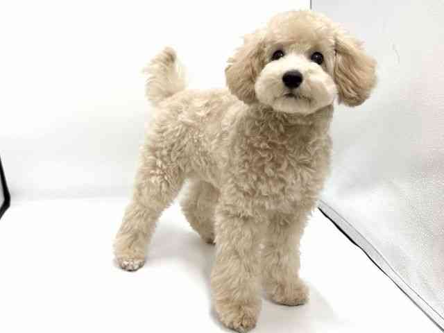 愛知県のトイプードル(トイ) (ひごペットフレンドリープライムツリー赤池店/2026年5月10日生まれ/女の子/クリーム)の子犬の3枚目の画像