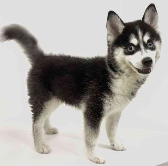 広島県のハーフ犬・ミックス犬 (ひごペットフレンドリーアルパーク広島店/2026年4月16日生まれ/女の子/ブラックホワイト)の子犬の3枚目の画像