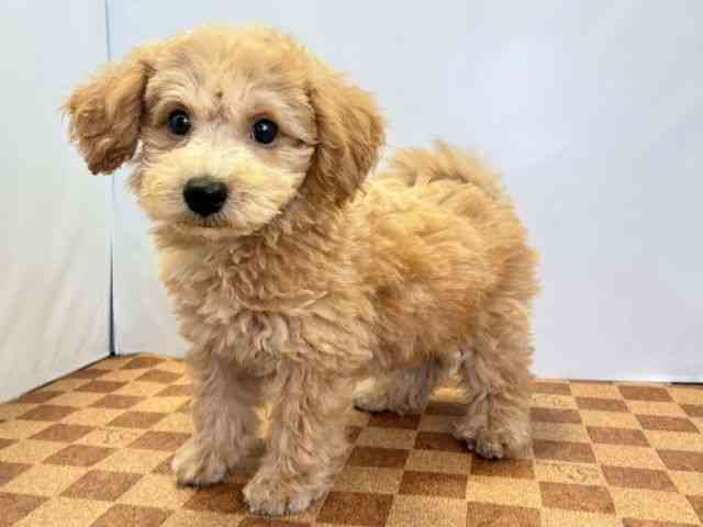愛媛県のハーフ犬・ミックス犬 (ひごペットフレンドリーエミフルMASAKI店/2026年5月16日生まれ/男の子/アプリコット)の子犬の3枚目の画像