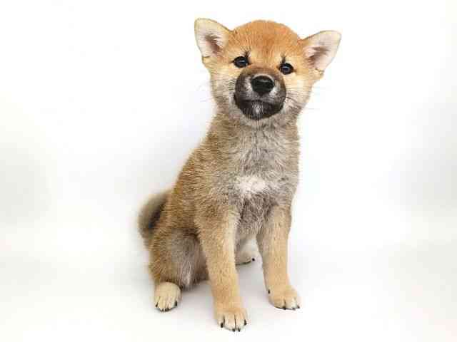 大阪府の柴犬(標準サイズ) (ひごペットフレンドリー泉ヶ丘店/2026年5月15日生まれ/男の子/赤)の子犬の3枚目の画像
