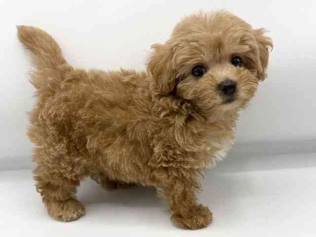 大阪府のハーフ犬・ミックス犬 (ひごペットフレンドリーららぽーとEXPOCITY店/2026年5月17日生まれ/女の子/アプリコット)の子犬の3枚目の画像