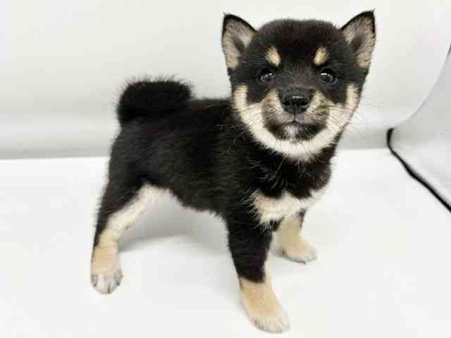大阪府の柴犬(標準サイズ) (ひごペットフレンドリーイオンタウン豊中庄内店/2026年5月17日生まれ/女の子/黒)の子犬の3枚目の画像