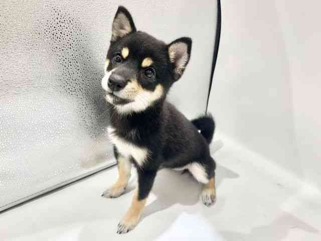 大阪府の柴犬(標準サイズ) (ひごペットフレンドリーイオンタウン豊中庄内店/2026年5月17日生まれ/女の子/黒)の子犬の3枚目の画像