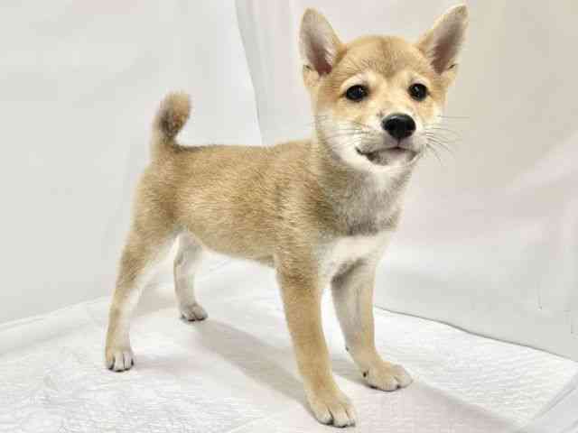 高知県の柴犬(標準サイズ) (ひごペットフレンドリーイオンモール高知店/2026年5月20日生まれ/男の子/赤)の子犬の3枚目の画像