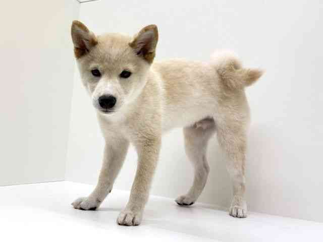 兵庫県の柴犬(標準サイズ) (ひごペットフレンドリーブルメールHAT神戸店/2026年5月23日生まれ/男の子/白)の子犬の3枚目の画像