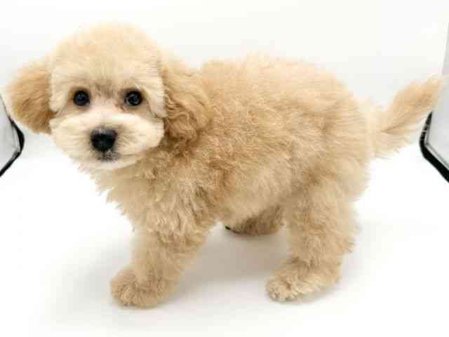 京都府のハーフ犬・ミックス犬 (ひごペットフレンドリーイオンモール高の原店/2026年5月22日生まれ/男の子/アプリコット)の子犬の3枚目の画像