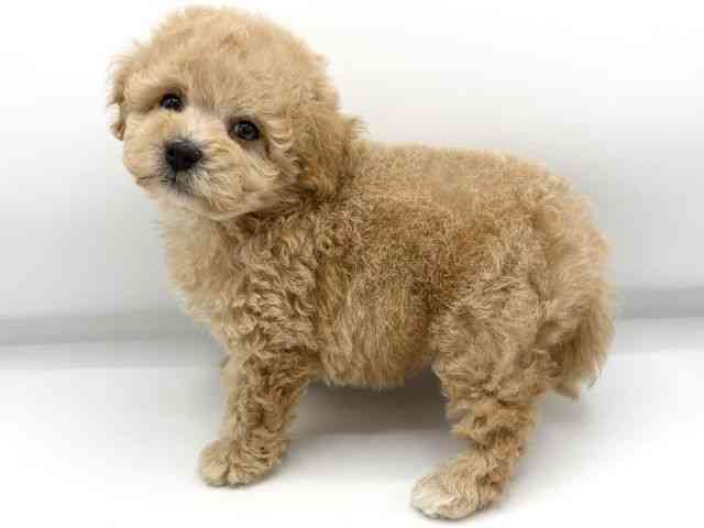 大阪府のハーフ犬・ミックス犬 (ひごペットフレンドリーららぽーとEXPOCITY店/2026年5月22日生まれ/男の子/アプリコット)の子犬の3枚目の画像