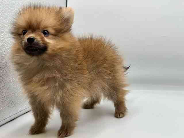 香川県のポメラニアン (ひごペットフレンドリーゆめタウン高松店/2026年5月24日生まれ/男の子/オレンジ)の子犬の3枚目の画像