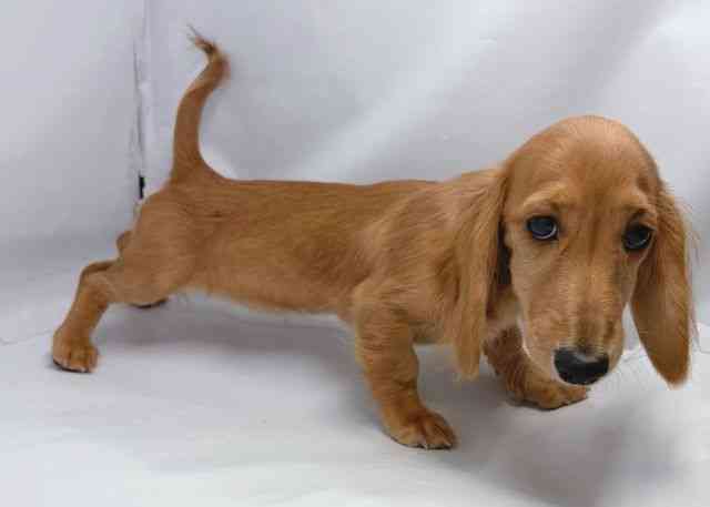 鳥取県のミニチュアダックスフンド(ロング) (ひごペットフレンドリーイオンモール鳥取北店/2026年5月23日生まれ/女の子/レッド)の子犬の3枚目の画像