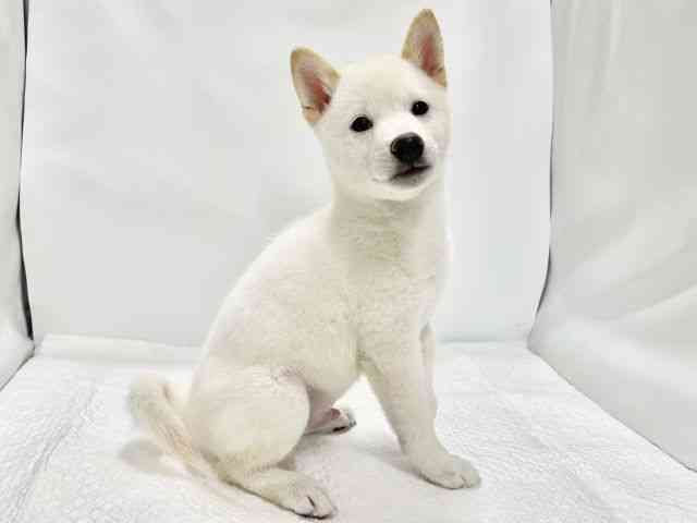 高知県の柴犬(標準サイズ) (ひごペットフレンドリーイオンモール高知店/2026年5月23日生まれ/男の子/白)の子犬の3枚目の画像