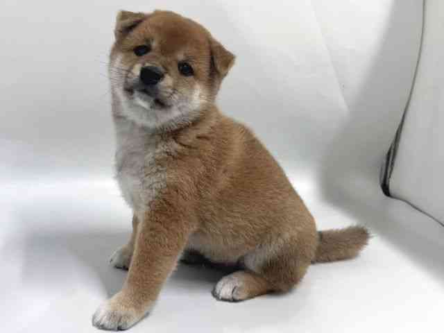 京都府の柴犬(標準サイズ) (ひごペットフレンドリー京都店/2026年5月24日生まれ/男の子/赤)の子犬の3枚目の画像