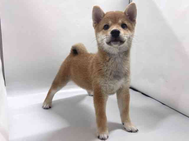 京都府の柴犬(標準サイズ) (ひごペットフレンドリー京都店/2026年5月24日生まれ/男の子/赤)の子犬の3枚目の画像