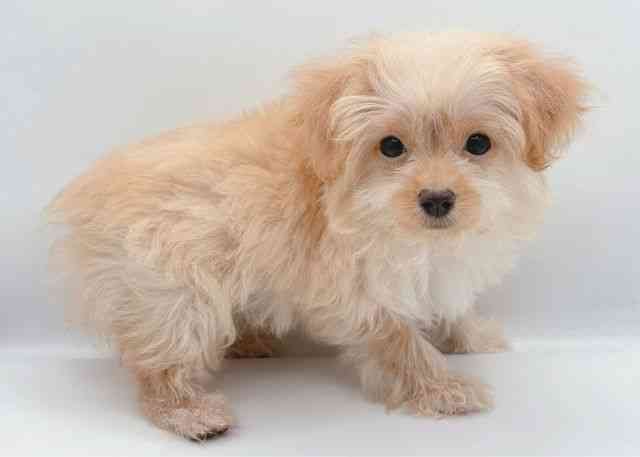 島根県のハーフ犬・ミックス犬 (ひごペットフレンドリーイオン松江ショッピングセンター店/2026年5月28日生まれ/男の子/クリーム)の子犬の3枚目の画像