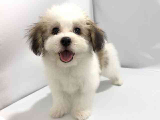 大阪府のハーフ犬・ミックス犬 (ひごペットフレンドリーイズミヤショッピングセンター千里丘店/2026年5月31日生まれ/男の子/ホワイトブラウン)の子犬の3枚目の画像