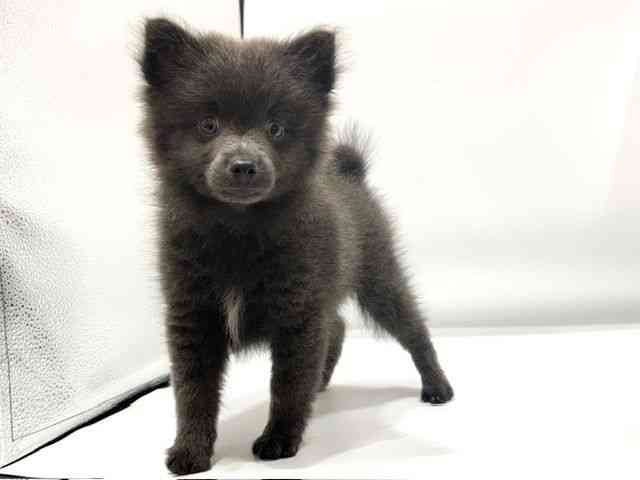 愛知県のハーフ犬・ミックス犬 (ひごペットフレンドリーヴィアモール アピタ江南西店/2026年5月27日生まれ/男の子/ブルー)の子犬の3枚目の画像