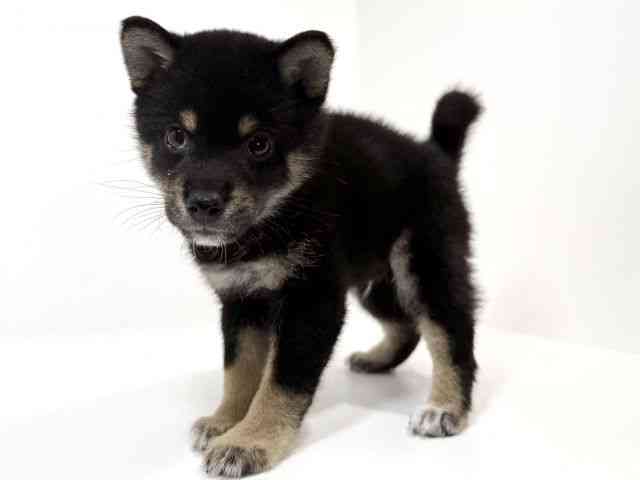 兵庫県の柴犬(標準サイズ) (ひごペットフレンドリーイトーヨーカドー明石店/2026年5月31日生まれ/男の子/黒)の子犬の3枚目の画像