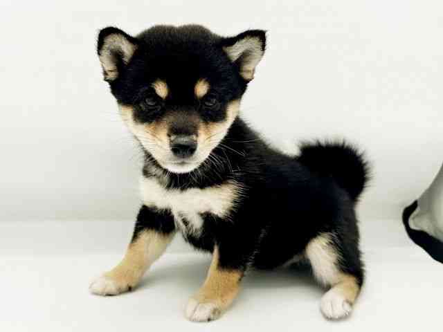 兵庫県の柴犬(標準サイズ) (ひごペットフレンドリーコロワ甲子園店/2026年5月31日生まれ/女の子/黒)の子犬の3枚目の画像