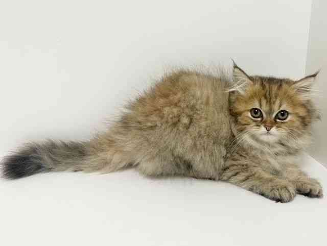 愛知県のミヌエット (ひごペットフレンドリーイトーヨーカドー知多店/2026年5月26日生まれ/女の子/チンチラゴールデン)の子猫の3枚目の画像