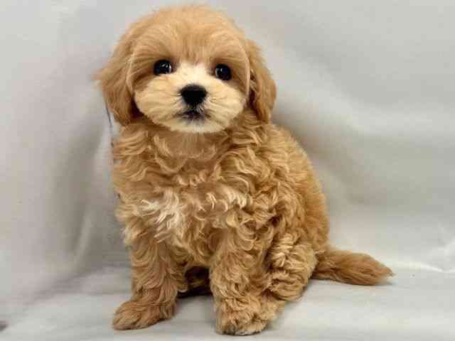 大阪府のハーフ犬・ミックス犬 (ひごペットフレンドリー東淀川店/2026年6月6日生まれ/男の子/クリーム)の子犬の3枚目の画像