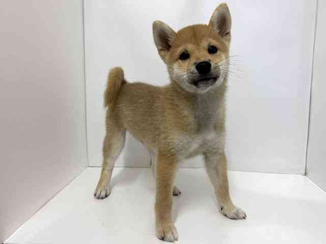 大阪府の柴犬(標準サイズ) (ひごペットフレンドリーベルファⅡ都島店/2026年6月8日生まれ/男の子/赤)の子犬の3枚目の画像