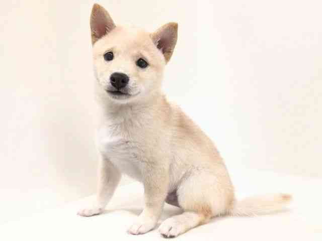 福岡県の柴犬(標準サイズ) (ひごペットフレンドリーリバーウォーク北九州店/2026年6月8日生まれ/男の子/白)の子犬の3枚目の画像