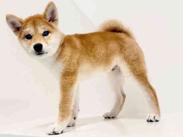 奈良県の柴犬(標準サイズ) (ひごペットフレンドリーイオンモール橿原ウエスト・ビレッジ店/2026年6月8日生まれ/男の子/赤)の子犬の3枚目の画像