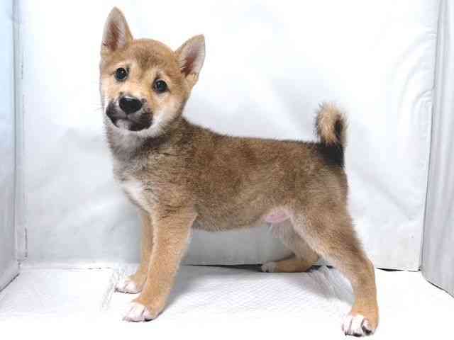 大阪府の柴犬(標準サイズ) (ひごペットフレンドリー堺プラットプラット店/2026年6月14日生まれ/男の子/赤)の子犬の3枚目の画像